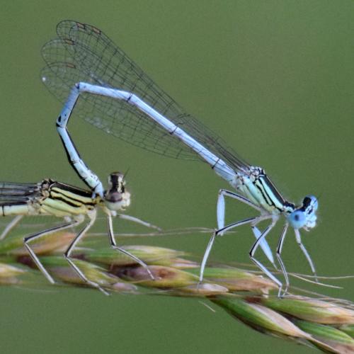 Platycnemis pennipes